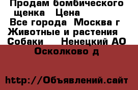 Продам бомбического щенка › Цена ­ 30 000 - Все города, Москва г. Животные и растения » Собаки   . Ненецкий АО,Осколково д.
